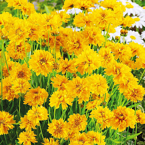 Кореопсис Золотой шар