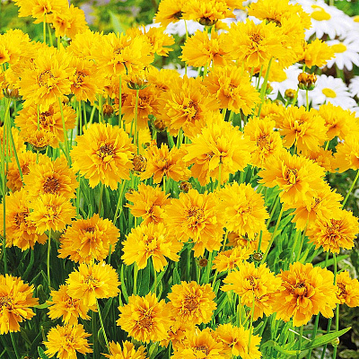 Кореопсис Золотой шар