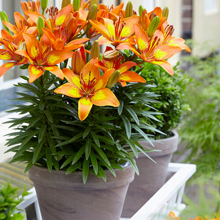 Фото Лилия азиатская горшечная Брайт Джой