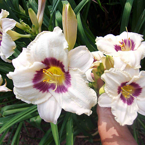 Лилейник Пандорас бокс