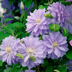 Клематис Дэннис Дабл