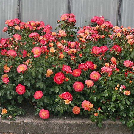 Фото Роза флорибунда Эйрбраш