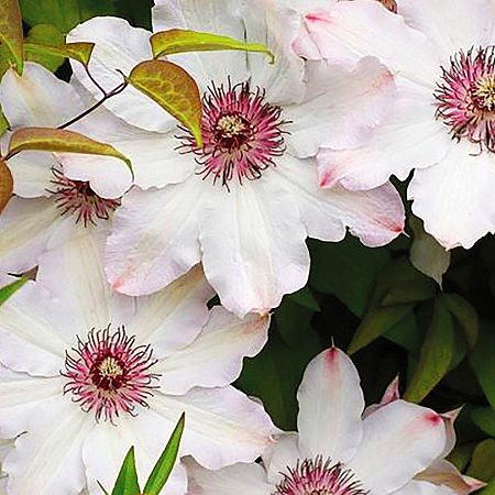 Фото Клематис Снежная королева