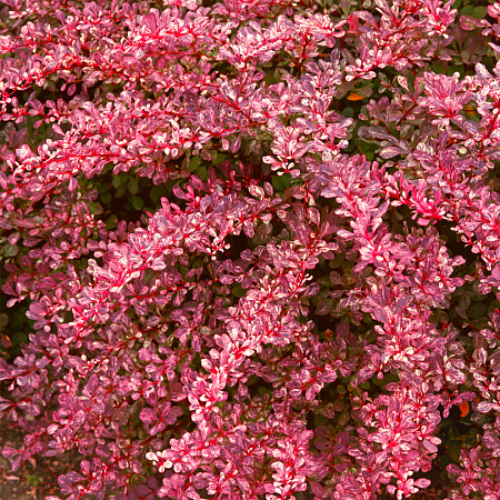 Фото Барбарис тунберга Розовое сияние