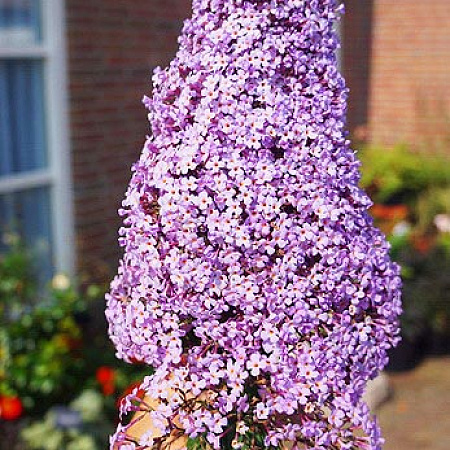 Фото Буддлея Гулливер