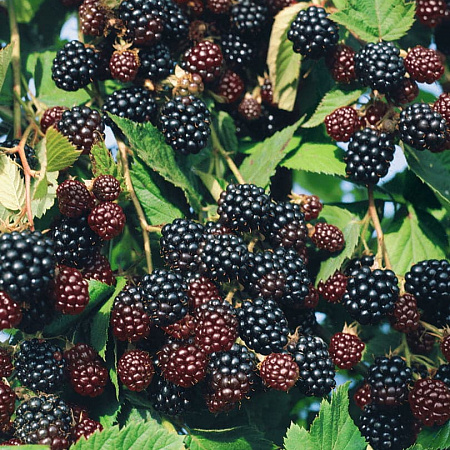 Фото Ежевика Лохнесс