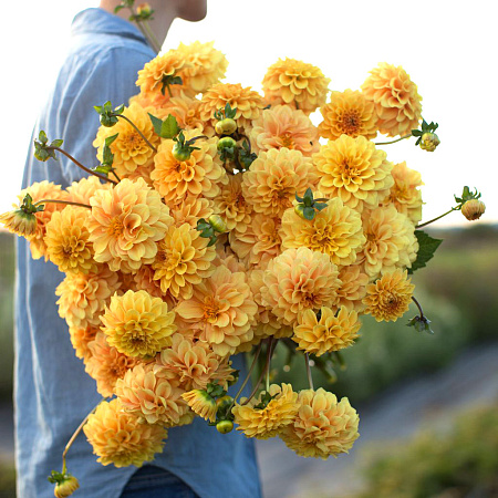 Фото Георгин Золотце