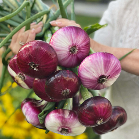 Фото Лук репчатый Ялтинский