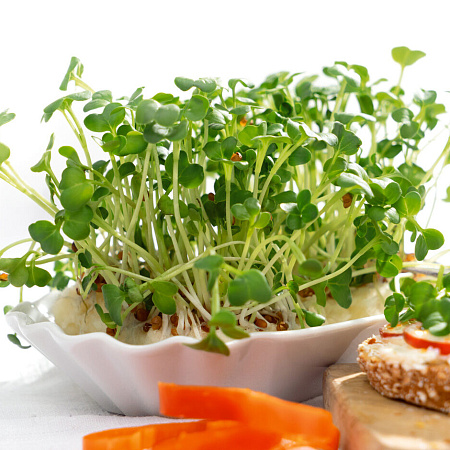 Фото Микрозелень Редис