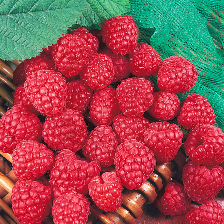 Фото Малина Скромница