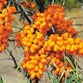 Облепиха Елизавета