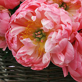 Пион гибридный Корал Суприм