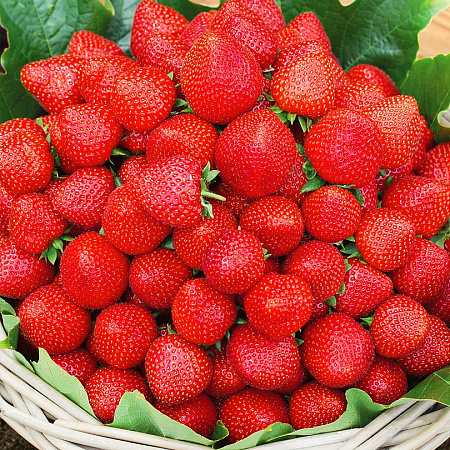 Фото Земляника садовая Альбион