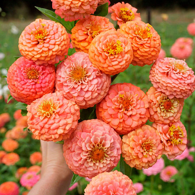 Цинния Оклахома Салмон