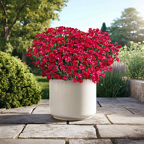 Гвоздика Мерси Флери