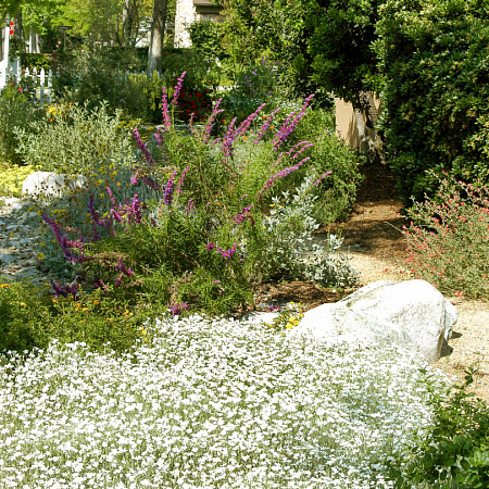 Фото Ясколка войлочная