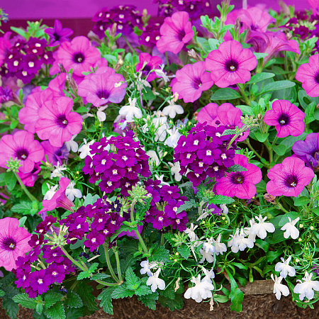 Фото Набор Спелая слива