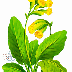 Первоцвет Весенний