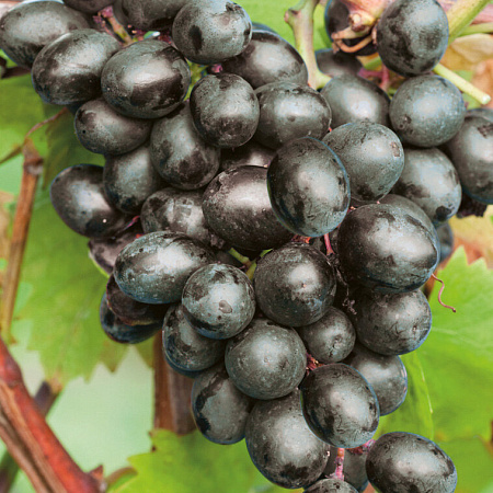 Фото Виноград Чарли
