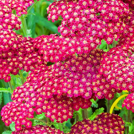 Фото Тысячелистник Красный бархат