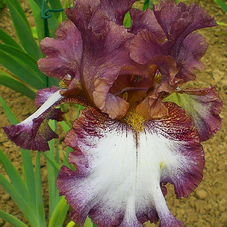Фото Ирис бородатый Силкирим
