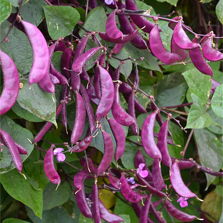 Фото Долихос