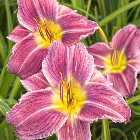 Фото Лилейник Блю айз