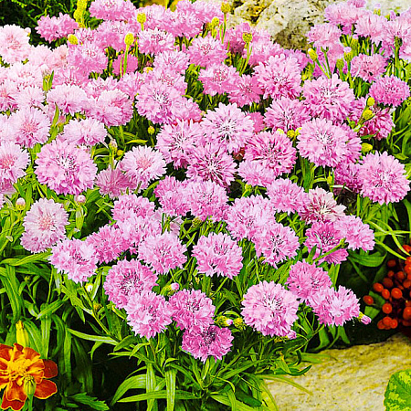 Фото Василёк Том Паус Розовый