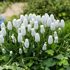 Мускари Сайбириан Тайгер