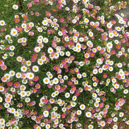 Фото Эригерон Карвинского цветной ковёр