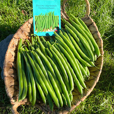 Фасоль Универсальная F1