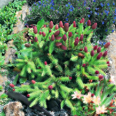 Фото Ель обыкновенная Акрокона