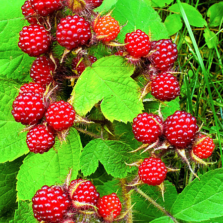 Фото Малина Японская