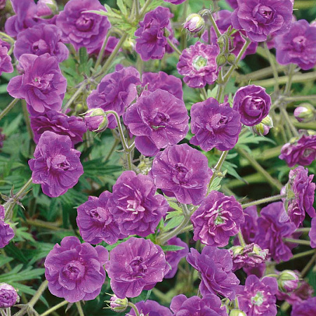 Фото Герань гималайская Пленум