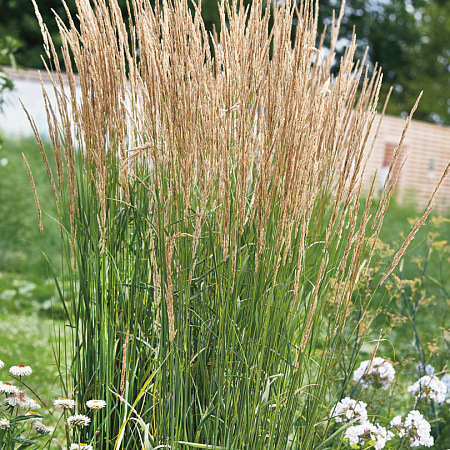 Фото Вейник остроцветковый