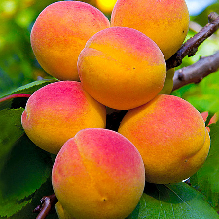 Фото Комплект полукарликовых абрикосов №2: Восторг, Чемальский румяный