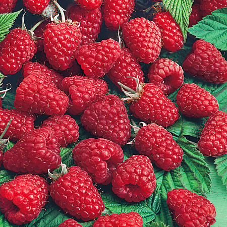 Фото Малина Пересвет