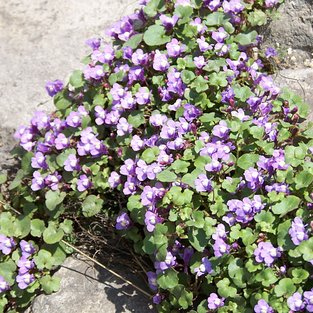 Фото Цимбалярия постенная