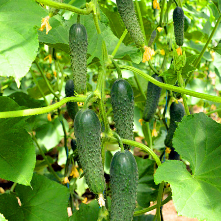 Фото Огурец Тайгер F1