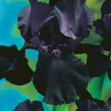 Фото Ирис бородатый Чёрный дракон