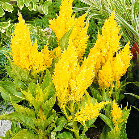 Фото Целозия Золотое перо