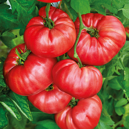 Фото Помидор Пинк Кой F1