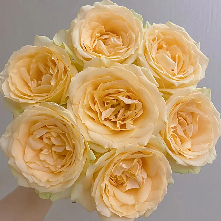 Фото Роза чайно-гибридная Пич Аваланш