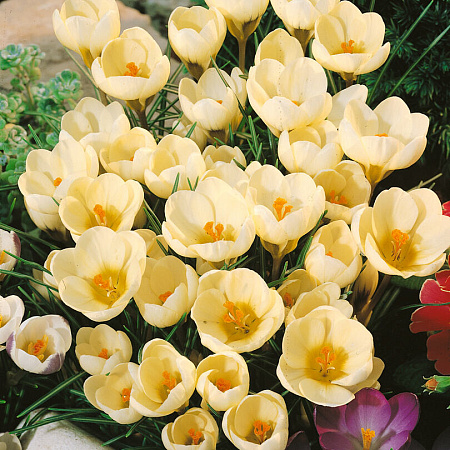 Фото Крокус Кремовый