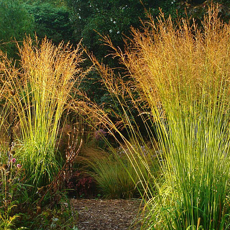 Фото Молиния тростниковая Скайрейсер