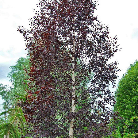 Фото Берёза повислая Пурпуреа