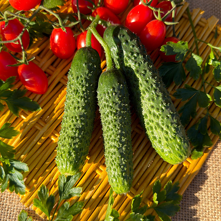 Фото Огурец Якама F1
