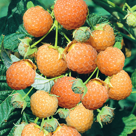 Фото Малина Медовая