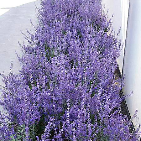 Фото Перовския лебедолистная Лэйси Блю