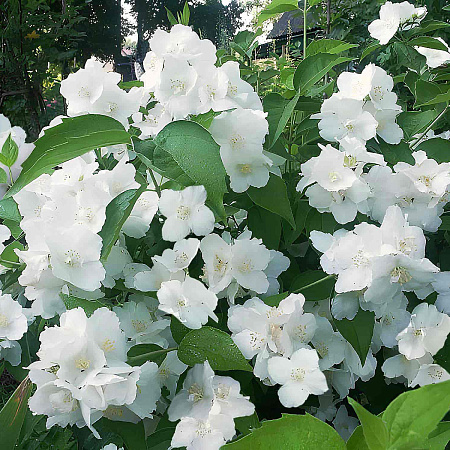 Фото Жасмин Юннат